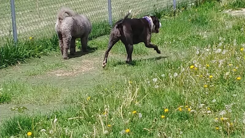 4 Paws Dog Park - Plymouth, MN