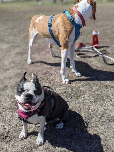 4 Paws Dog Park - Plymouth, MN