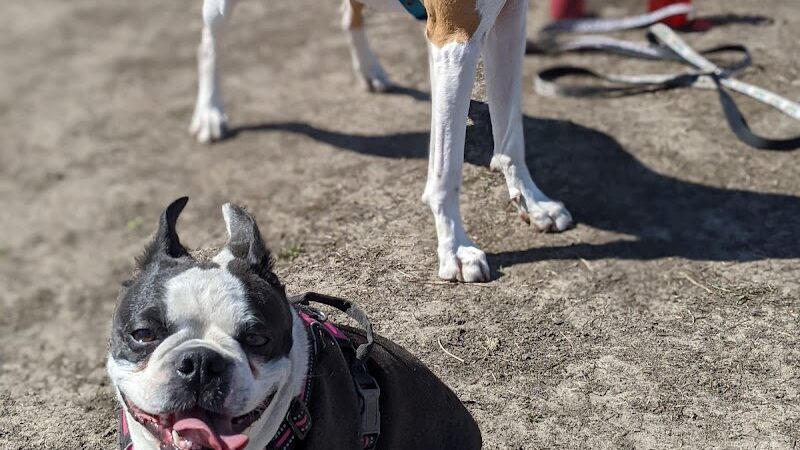 4 Paws Dog Park - Plymouth, MN