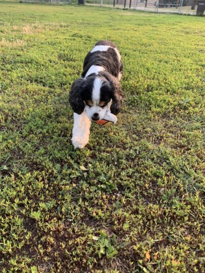4 Paws Dog Park - Plymouth, MN