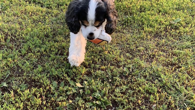 4 Paws Dog Park - Plymouth, MN