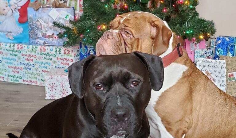 Dog Walk Park - Ponca City, OK