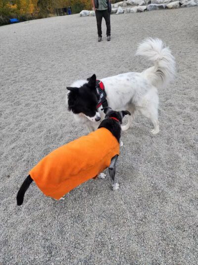 Ponderay Pet Safe Dog Park