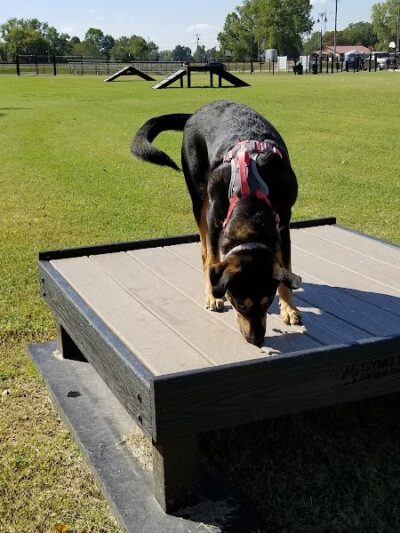Downtown Dog Park - Poplar Bluff, MO