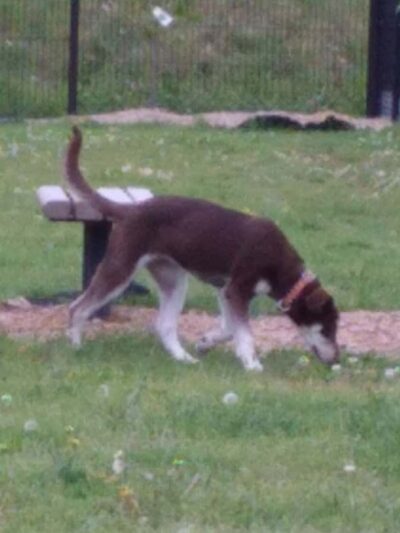 Downtown Dog Park - Poplar Bluff, MO
