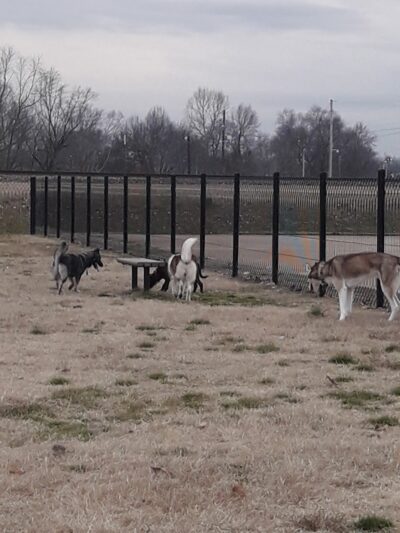 Downtown Dog Park - Poplar Bluff, MO