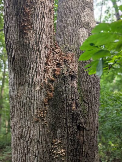 Dorrance Park - Port Byron, IL