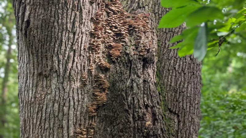 Dorrance Park - Port Byron, IL