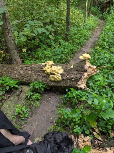 Dorrance Park - Port Byron, IL