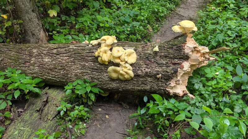 Dorrance Park - Port Byron, IL