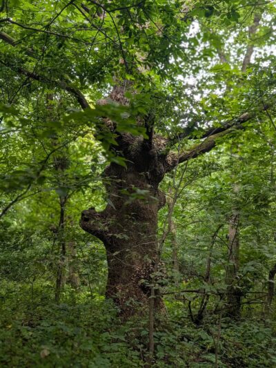 Dorrance Park - Port Byron, IL