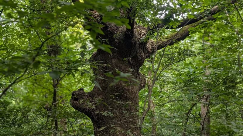 Dorrance Park - Port Byron, IL