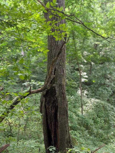 Dorrance Park - Port Byron, IL