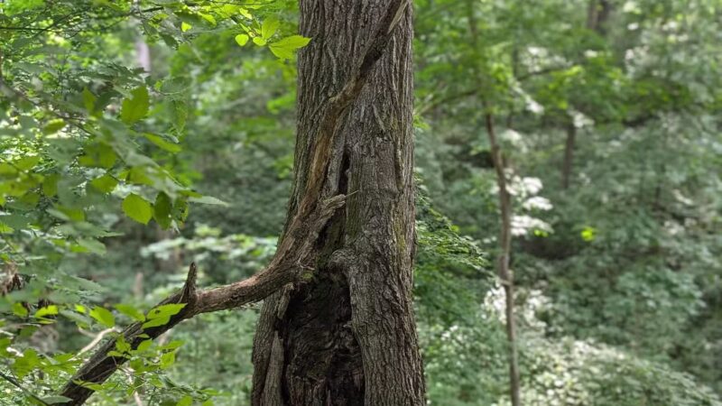 Dorrance Park - Port Byron, IL