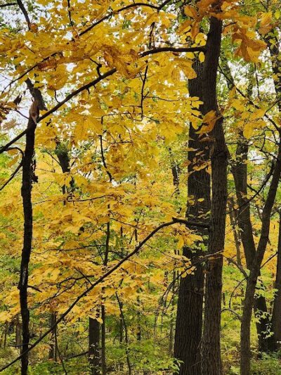 Dorrance Park - Port Byron, IL