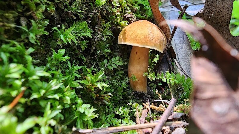 Dorrance Park - Port Byron, IL