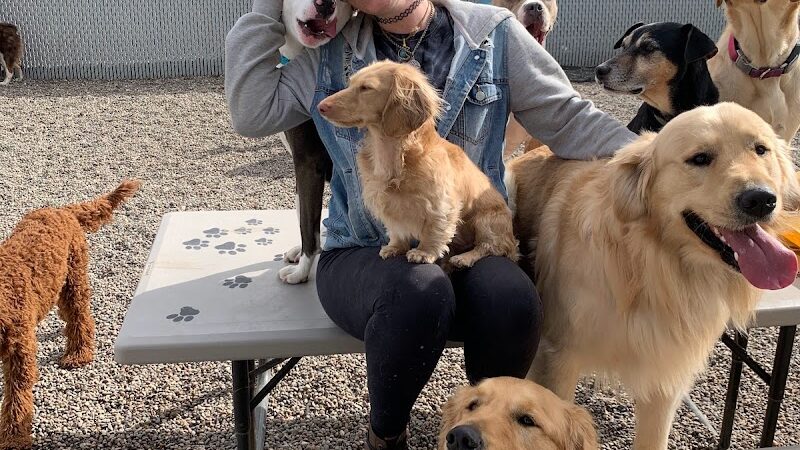 Happy Pawz Playground - Port Byron, IL