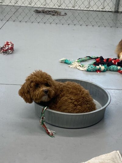 Happy Pawz Playground - Port Byron, IL