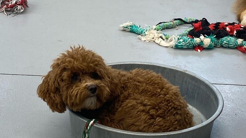 Happy Pawz Playground - Port Byron, IL