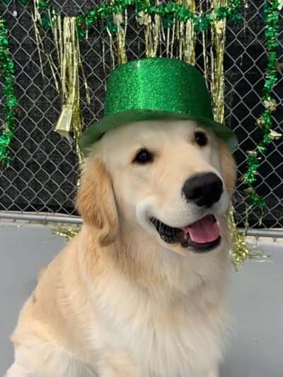 Happy Pawz Playground - Port Byron, IL