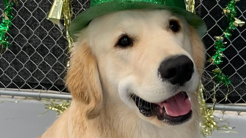 Happy Pawz Playground - Port Byron, IL