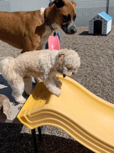 Happy Pawz Playground - Port Byron, IL