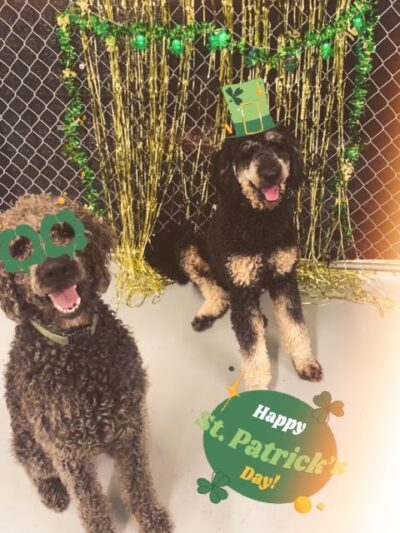 Happy Pawz Playground - Port Byron, IL