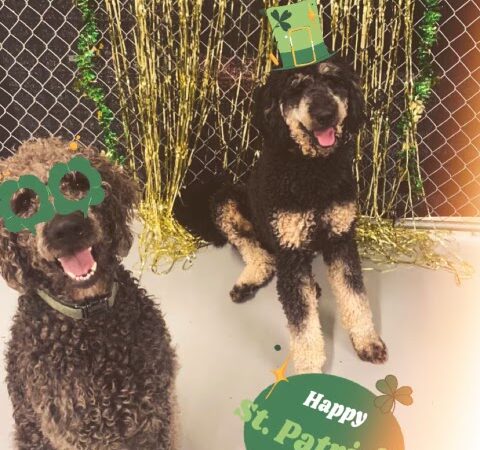 Happy Pawz Playground - Port Byron, IL