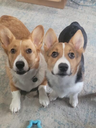 Happy Pawz Playground - Port Byron, IL