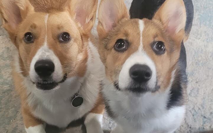 Happy Pawz Playground - Port Byron, IL