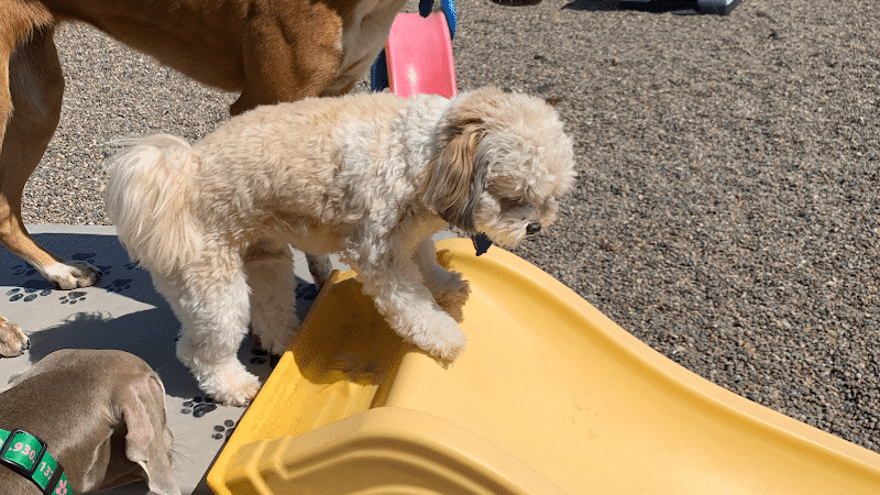 Happy Pawz Playground - Port Byron, IL