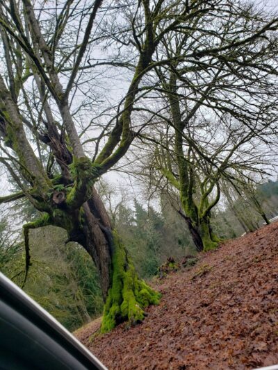 Burley Park - Port Orchard, WA