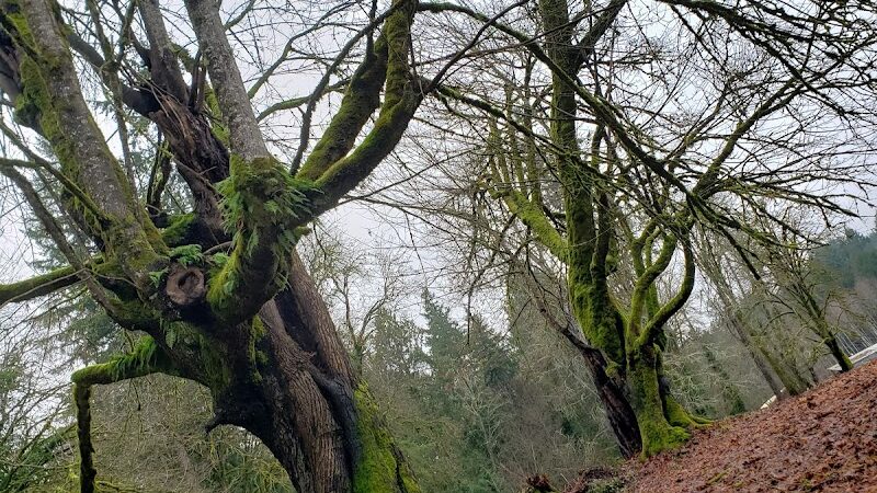 Burley Park - Port Orchard, WA