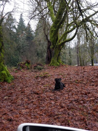 Burley Park - Port Orchard, WA