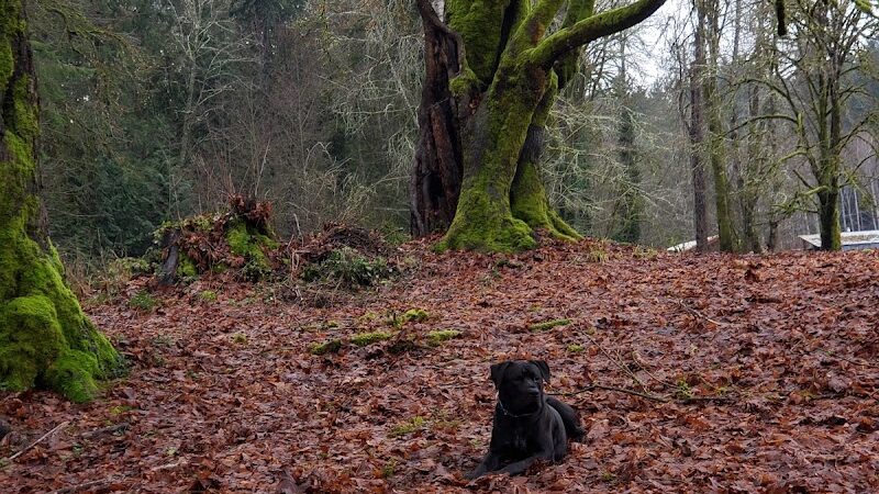Burley Park - Port Orchard, WA