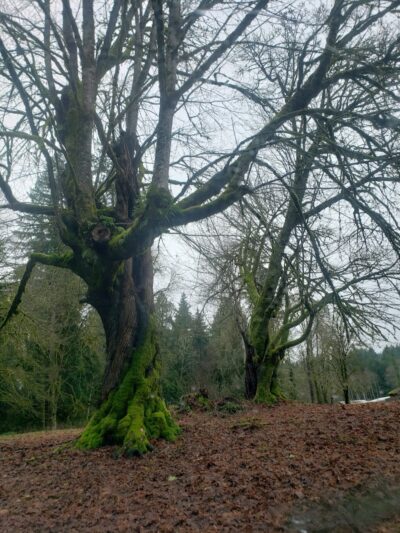 Burley Park - Port Orchard, WA