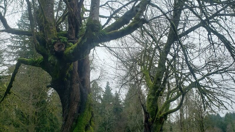 Burley Park - Port Orchard, WA