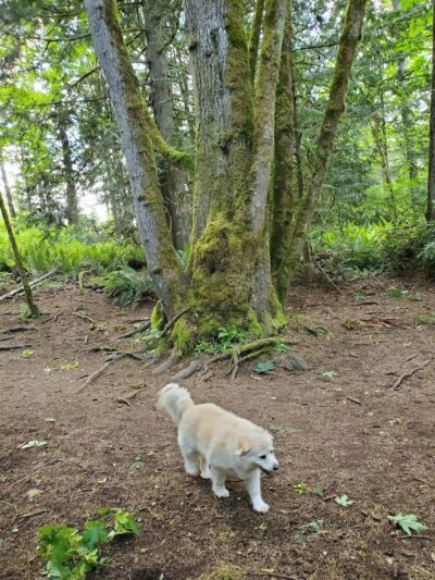 Howe Farm County Park - Port Orchard, WA