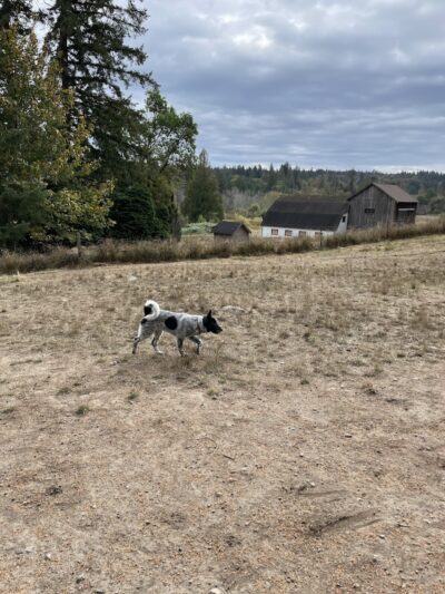 Howe Farm County Park - Port Orchard, WA