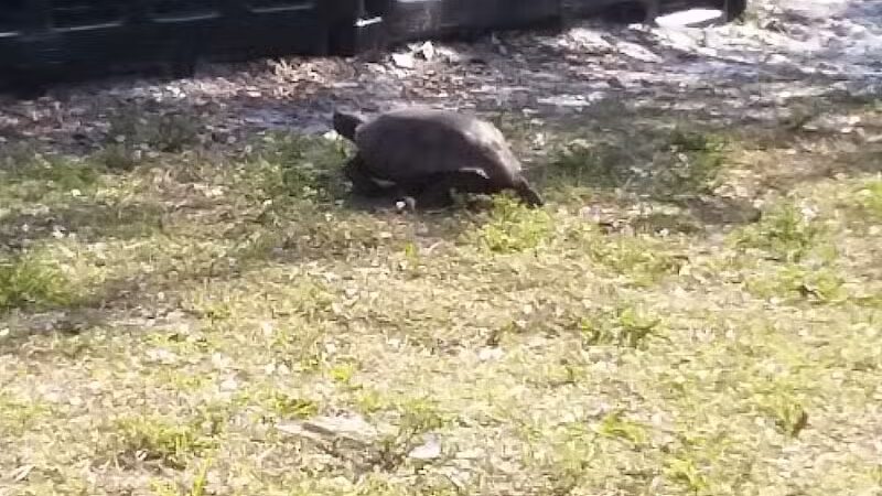 Fred Cook Park - Port St. Lucie, FL