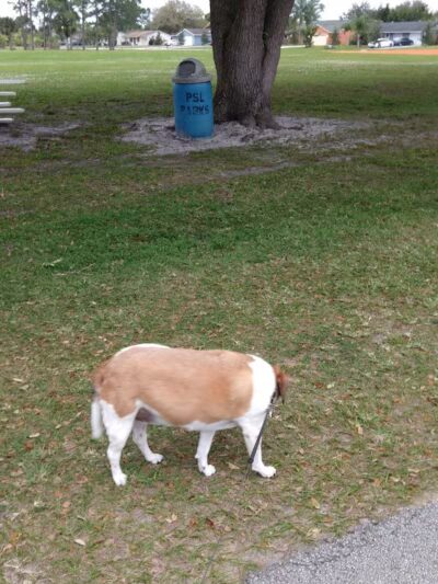 Girl Scout Friendship Park - Port St. Lucie, FL