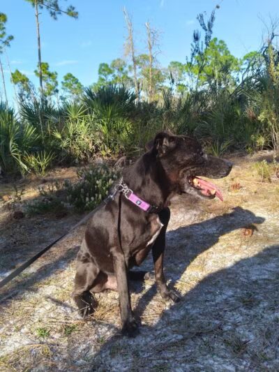 Lyngate Park - Port St. Lucie, FL