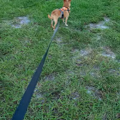 Lyngate Park - Port St. Lucie, FL