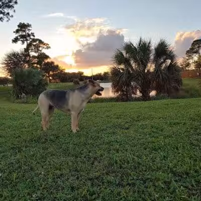 McChesney Dog Park - Port St. Lucie, FL