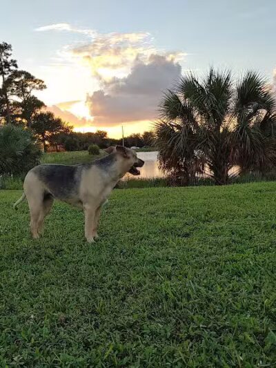 McChesney Dog Park - Port St. Lucie, FL