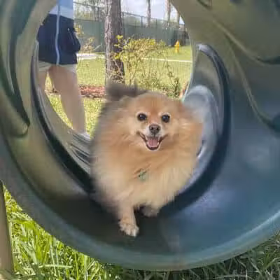 McChesney Dog Park - Port St. Lucie, FL