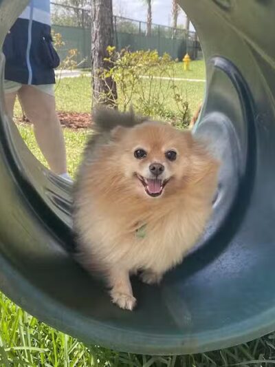 McChesney Dog Park - Port St. Lucie, FL