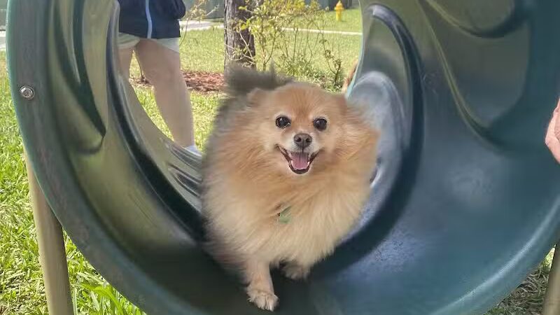 McChesney Dog Park - Port St. Lucie, FL