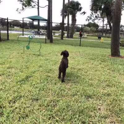McChesney Dog Park - Port St. Lucie, FL
