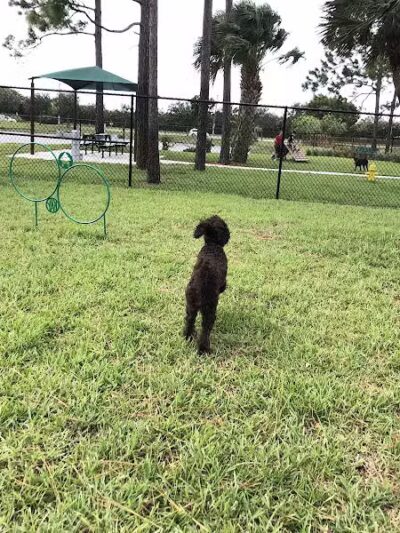 McChesney Dog Park - Port St. Lucie, FL